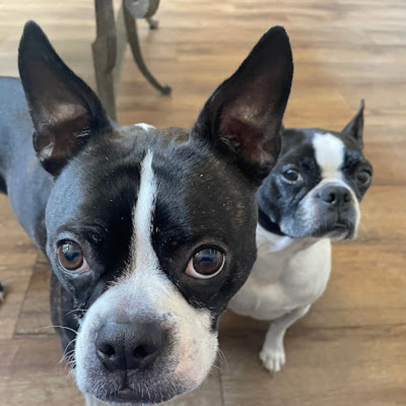 Meet your Posher, Riley - Picture 1 of 1